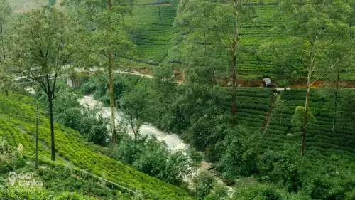GO Lanka-gallery-Nuwara Eliya-02